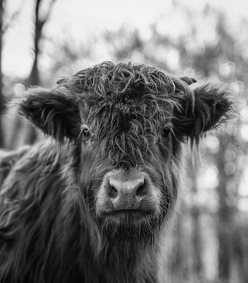 Black and White Highland Cow Glass Splashback